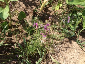 Common Vetch with purple flowers