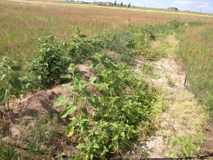 food forest swale on the eastern plains of Colorado