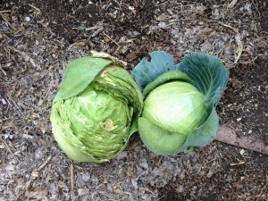 Split cabbage vs not split cabbage