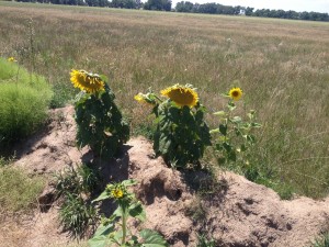Two large sunflowers on the 2014 swale