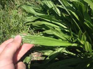 Is this narrow leaf plantain