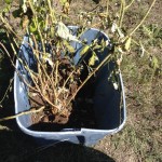 Raspberries transplant bucket headed to the new homestead