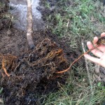 Apple tree root ball expanded