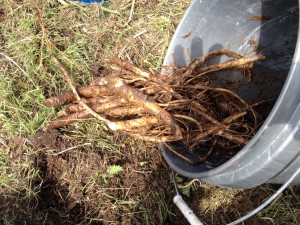 Comfrey roots cut from crown