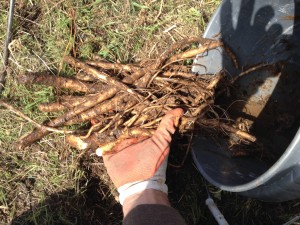 Comfrey root cuttings in hand 