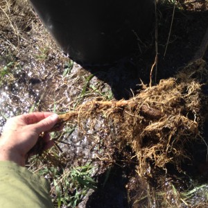Long catalpa tree roots bare 