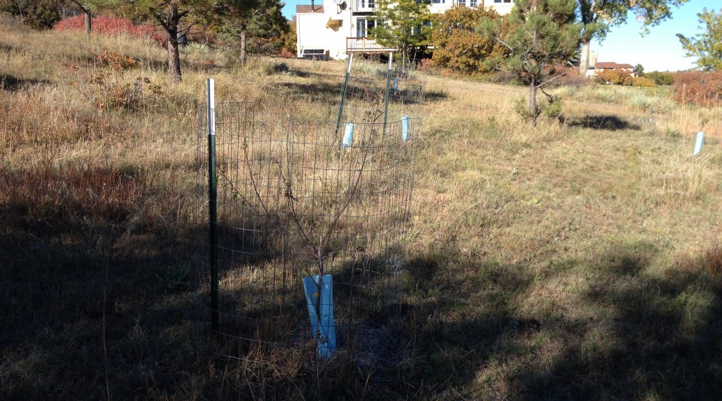 Fruit trees with wire for deer protection