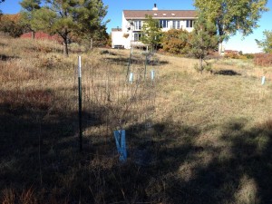 Fruit trees with wire for deer protection