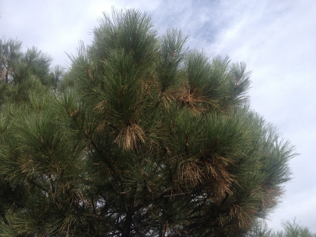 Pine tree with brown dead needles Regen Farms