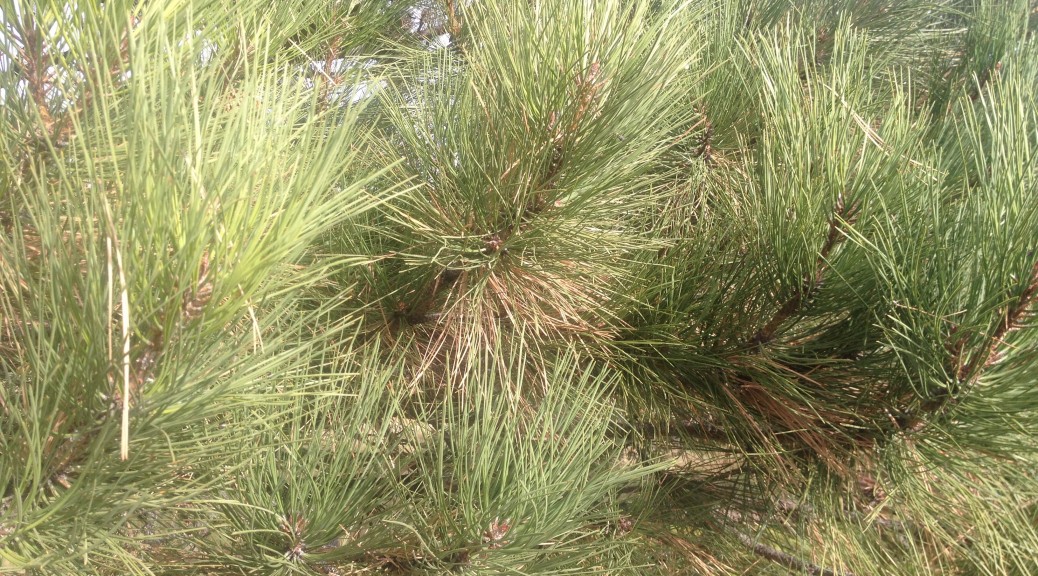 Pine tree with brown dead needles close up