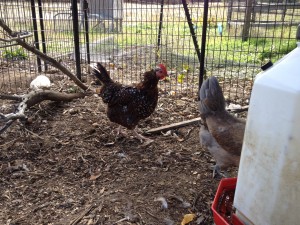 Chicken molting and losing feathers