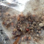 Germinating sea Bert sea buckthorn seeds