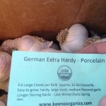 German Extra Hardy Porcelain Organic Hard neck garlic being planted at RegenFarms