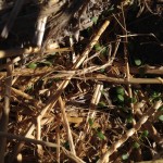 Clover sprouting for food forest swale cover