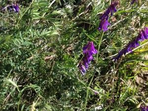Common vetch on food forest swale