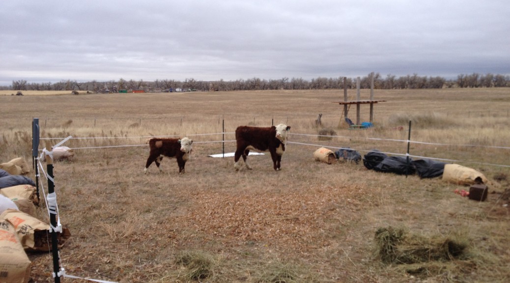 Mini Herefords on eastern plains of Colorado