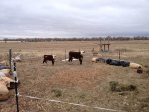 Mini Herefords on eastern plains of Colorado