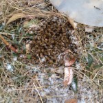 Clump of bees still alive