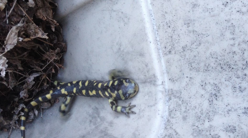 Salamanders found of the eastern plains of Colorado