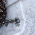 Salamanders found of the eastern plains of Colorado