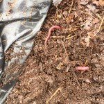 A couple of worms in and under bags of 1year old leave