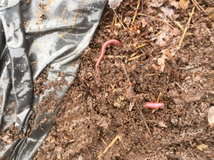 A couple of worms in and under bags of 1year old leave