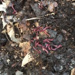 Lots of worms in one of the piles of leaves at RegenFarms