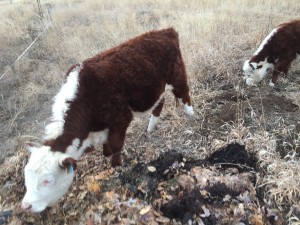 Colorado mob grazers checking out the composting leaves