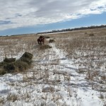 Giving the mini Herefords hay out in the pasture where we want to add ground litter