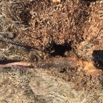 fruit tree roots eaten by pocket gophers on the high plains of Colorado