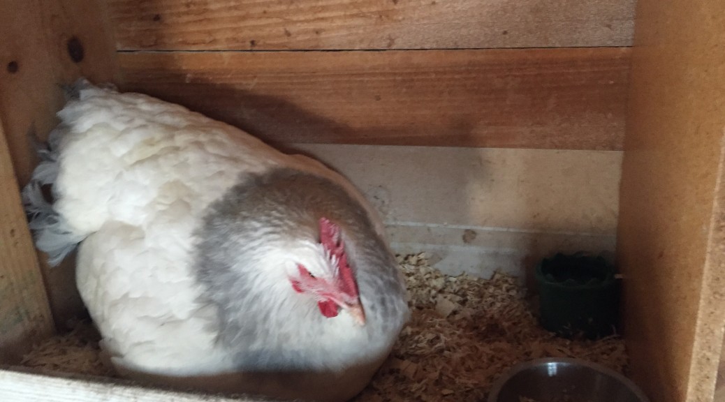 Broody hen with water and food cups.