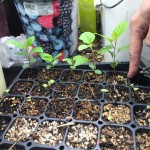 Apple trees grown from seeds