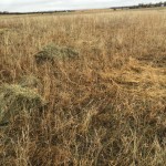 Hay feed in the pasture where we want to add more ground cover/litter.