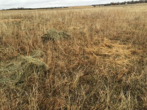 Hay feed in the pasture where we want to add more ground cover/litter.