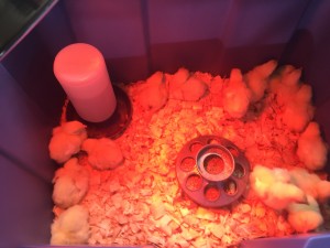 A photo of baby chicks that are to hot