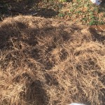 2015 sheet mulched potato beds covered with pine needles