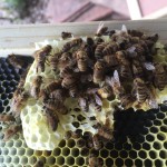2015 bees that all looked alive but were not