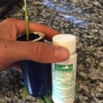 Rooting hormone used on cuttings