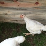 2015 meat chickens in their outdoor chicken tractor