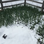 2015 Garlic playing in the snow in Colorado
