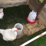 Cheap chicken water was replaced by the Plasson Drinker
