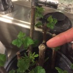 rooting mulberry cuttings with mold