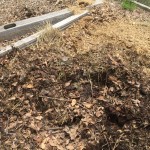 Compost pile of leaves with some cow manure.