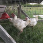Cornish Cross chickens in the chicken tractor 2015