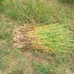 Garlic harvest Colorado at RegenFarms