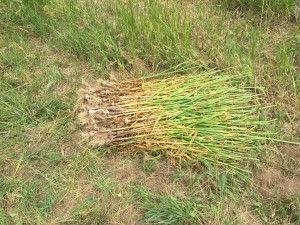 Garlic harvest Colorado at RegenFarms