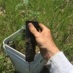 Siberian pea shrub seedlings for nitrogen fixing at RegenFarms