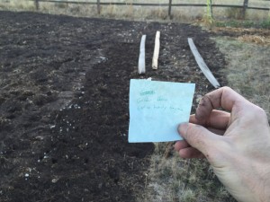2015 garlic planting taking notes